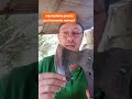 machadinha pronta pra lixamento manual meu ZAP 62 994112220