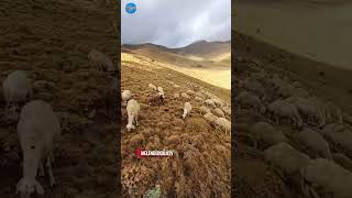 Salman Kuzularımı Türküsü Eşliğinde Melendiz Dağları