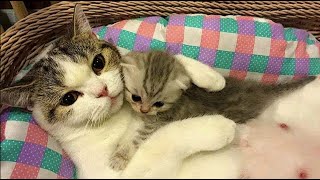 Funniest Animals 2023 😂 Funniest Cats and Dogs Videos 😺🐶 Part 712 | Pets World