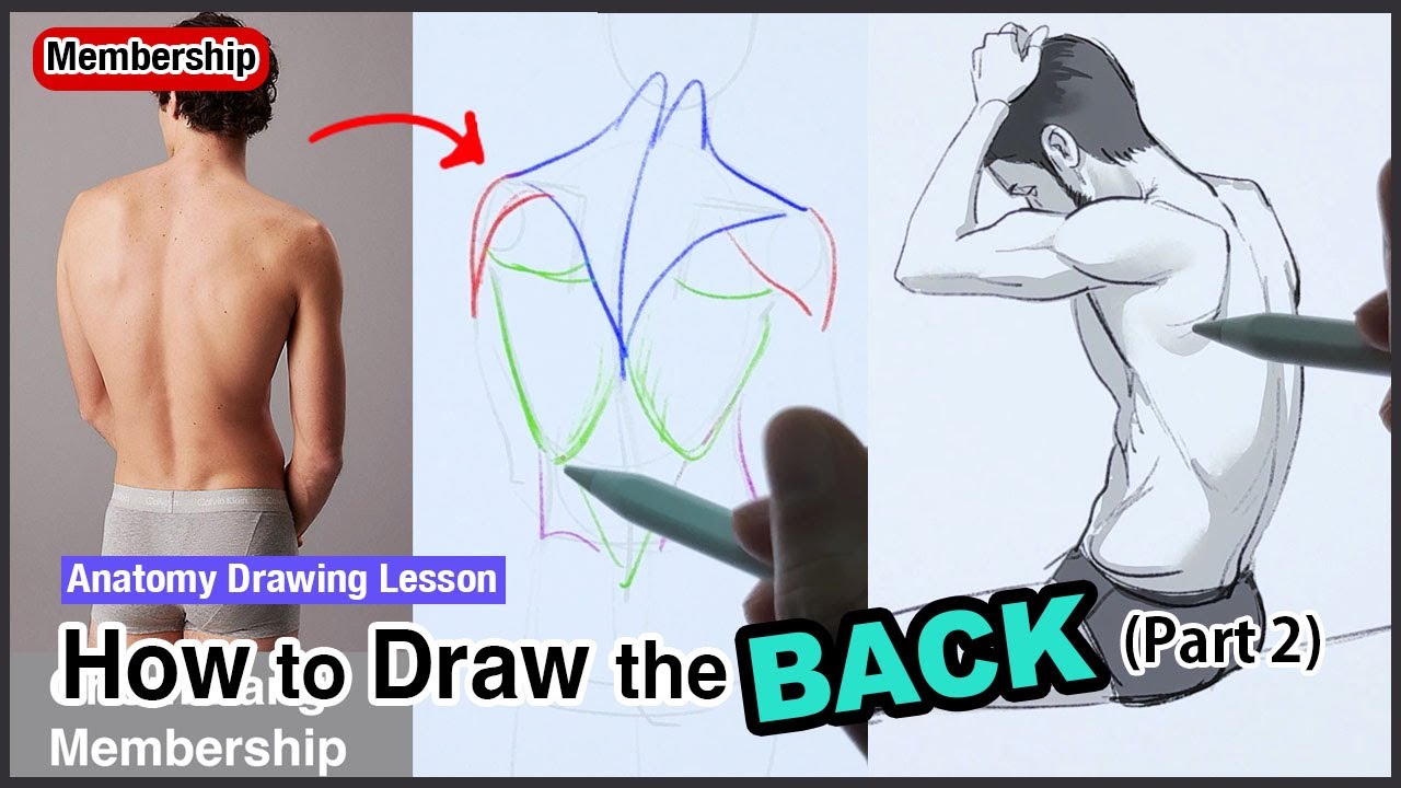 Back Draw Study How to Draw the Back (Male Anatomy) - Part 2 - YouTube