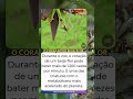 O coração incrível do beija-flor! 💓🐦
