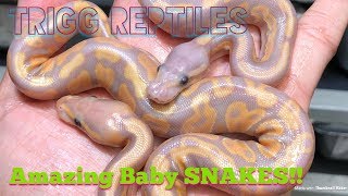 #ball pythons #triggreptiles #worldsfirst  AMAZING BALL PYTHON MORPHS!!