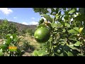 TIERRA FÉRTIL TV-PRODUCCIÓN DE LIMÓN Y AGUACATE EN VALLE DE JUAREZ (25.01.20)