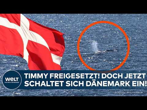 FALL TIMMY: Jetzt schaltet sich Dänemark ein! „Wale sollten nicht durch Menschen gerettet werden!“
