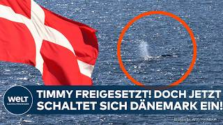 FALL TIMMY: Jetzt schaltet sich Dänemark ein! „Wale sollten nicht durch Menschen gerettet werden!“