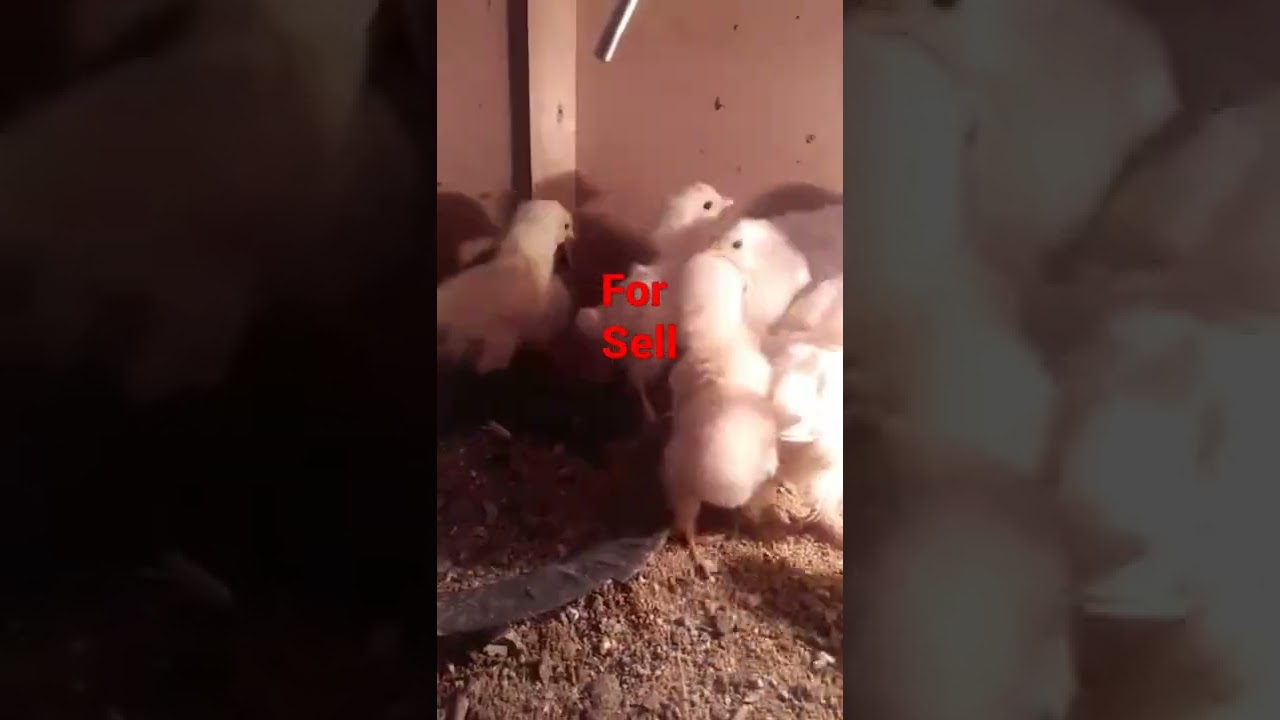 White Heavy Buff Chicks for sale in Karachi
