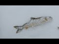End of video