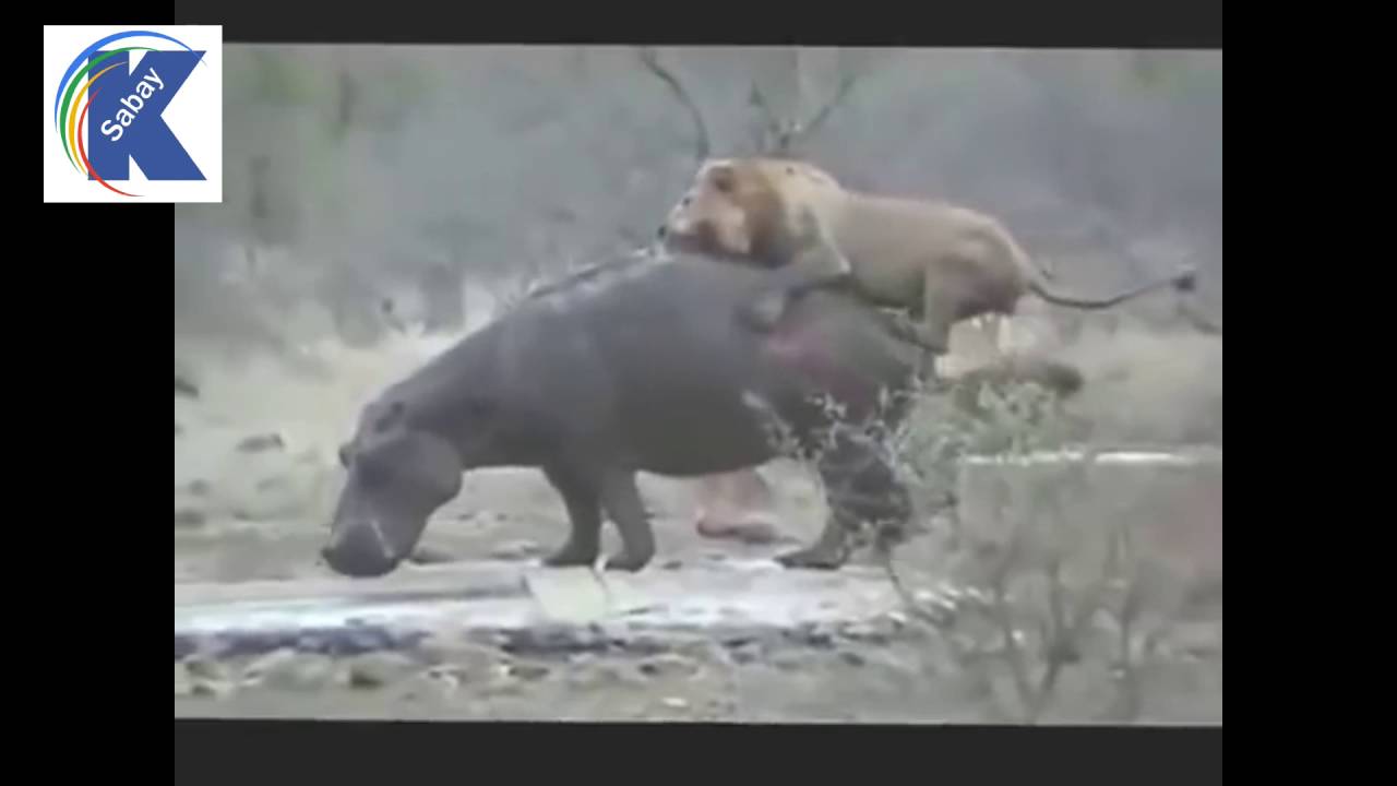 15 CRAZIEST Animal Fights Caught On Camera #3 Lion,Buffalo,crocodile,Elepha...