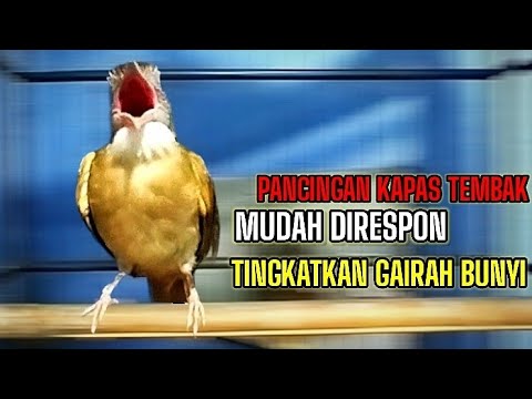 PANCINGAN KAPAS TEMBAK MALAS BUNYI | PUTAR SAJA AUTO RESPON