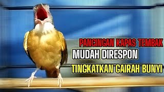 PANCINGAN KAPAS TEMBAK MUDAH DIRESPON LAWAN | SUARA AMPUH