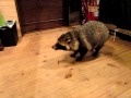 Tanuki raccoon dog