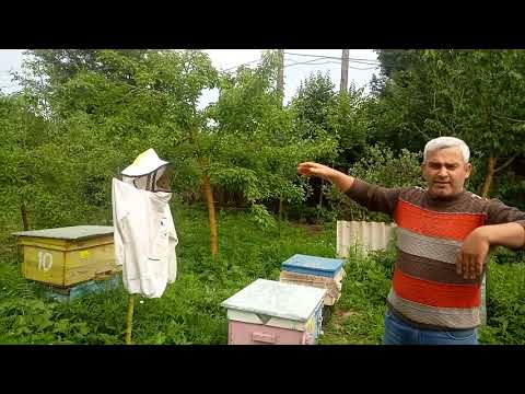Video: Hansı quş bal arılarını yeyir?