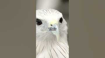 This Bird Sleeps While Flying?! 🐦 Nature’s True Multitasker #facts