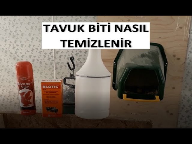 tavuk biti nasil temizlenir tavuklarda dis parazit youtube