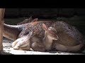 Zweiter Timorhirsch in diesem Jahr im Tierpark Berlin geboren
