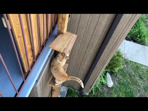 Monter par la rampe d’accès au balcon pour chat — Acces ramp to balcony for cats