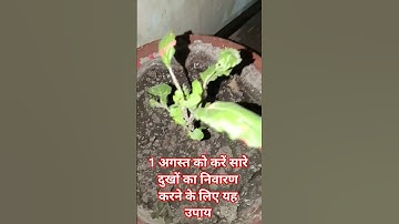 1 अगस्त अष्टमी के शुक्रवार के दिन करें यहां उपाय सारे दुख निवारणके लिए।#pradeepmishrajidhankeupay