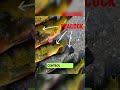 Don't spear a peacock bass