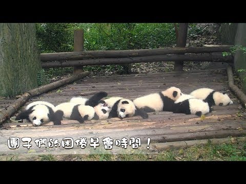 《熊貓早晚安》都醒醒！這是開早會的樣子嗎？| iPanda