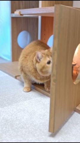 ドーナツより甘いもの🍩