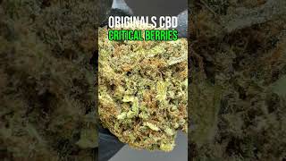 Critical Berries CBD Flower | A Closer Look #cbd #cbdflower #endocannabinoidsystem