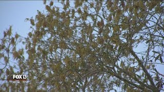Expert: This year's allergy season in Florida 'catastrophically bad'