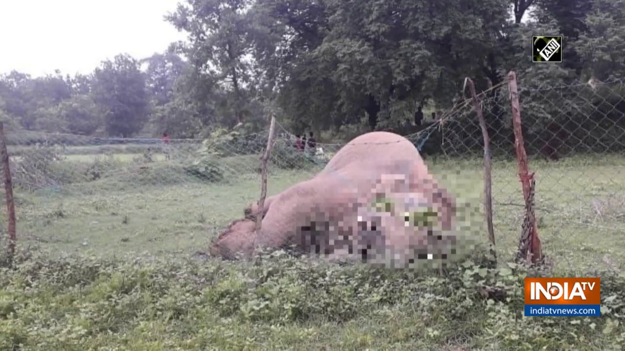 Elephant dies allegedly due to electric shock in Chhattisgarh