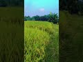 धान की खेती #धान #trending #viralvideo #villagelife