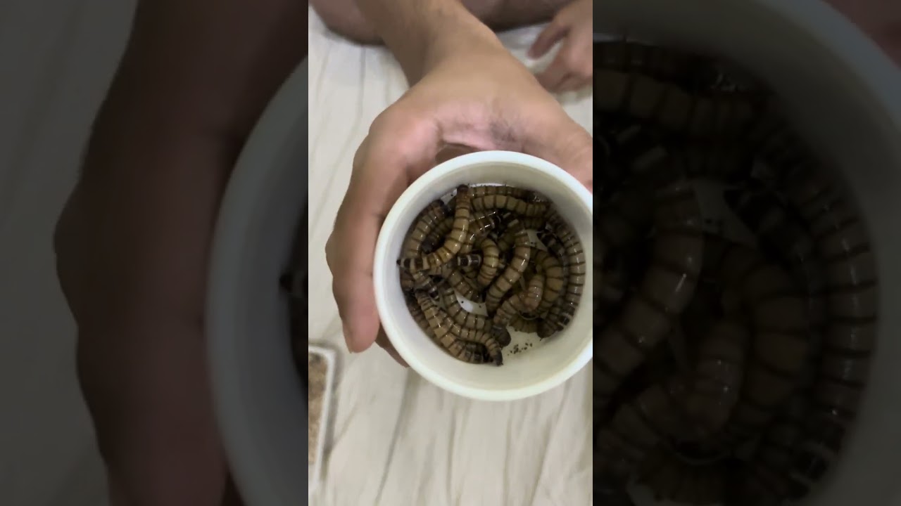 كيف يمكن تربيه دود السوبر ورم ميل و تحويله إلى شرنقه