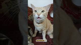 #funny #catvideos #pets #funnypets #voiceover #comedy #petlover #funnyanimals #cute #trending #cat