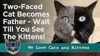 Beautiful Two Faced Cat Becomes Father To Kittens In Each Of His Colors