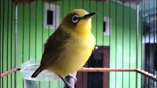 Pleci Dakun Merapi Gacor Dor Ngalas Buka Paruh Ampuh Naikkan Birahi Pleci lain_@DobleahPLECIMANIAINDONESIA