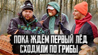 Пока Ждём Первый Лёд Сходили По Грибы