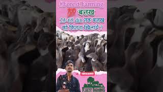 Download Lagu How much to feed 100 ducks from 25th to 65th day #forestfarming #duckfarming MP3
