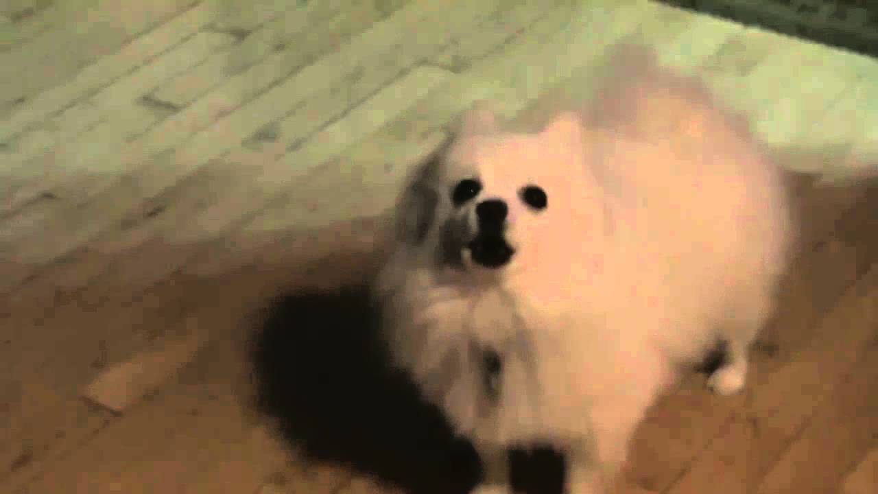 Gabe The Dog Mad World Youtube - gabe the dog bork roblox