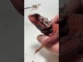 Ooooh~A big piece！！！ #beardeddragon #wildlifesurvival #reptiles #wildlifesimulation #lizard