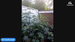 Happy 420! Smoke Up