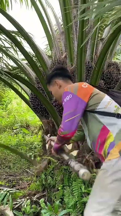 40 pelepah dalam satu batang sawit.cara pruning yg benar.itu standar sop perkebunan.