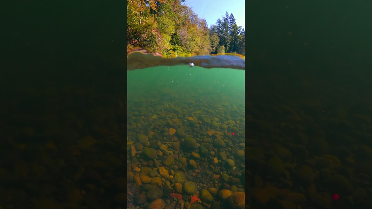 Which goes down first, Round 2!  