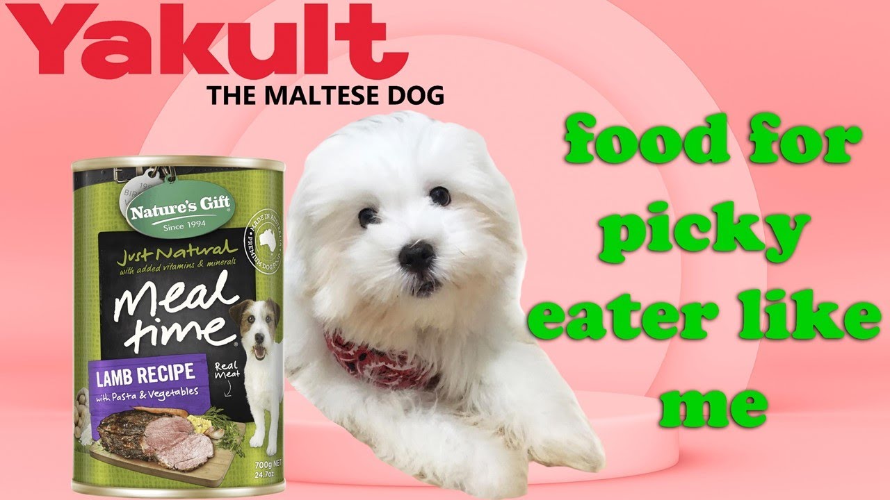 Are Maltese Dogs Picky Eaters?