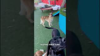 Here's how I feed my dogs at The Dog Psychology Center. 🐶