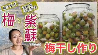 簡単！美味しい！こだわりの梅干しが自宅で作れちゃう！【漬け方編】『福井梅』と『木田チソ』使用