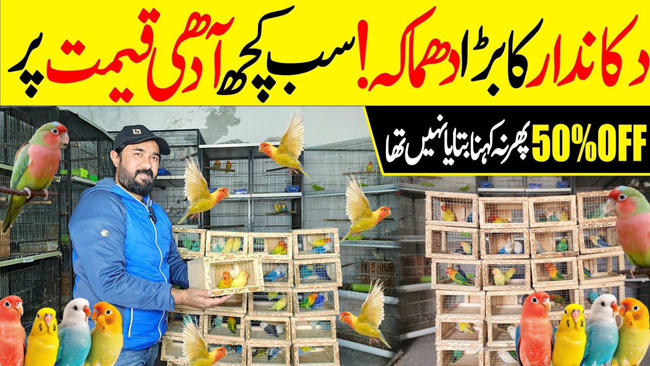 Breedar Pair Andon Bachon ke sath #lahorientertainmentchannel #birds #lovebirds #parrot #pets #cat 