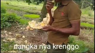 makan nangka di hutan sama pacar