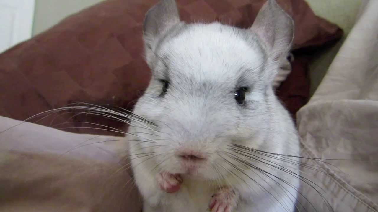 CUTEST Chinchilla... Missy eats her raisin close up! YouTube