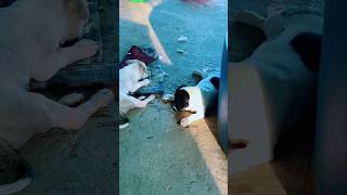 Coi vậy chứ Lì và phá khỏi chê…#thucung #vuive #dethuong