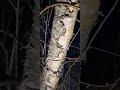 Correct Method To Collect Birch Sap WITHOUT Harming The Tree #birchsap #birchtree #tappingtrees