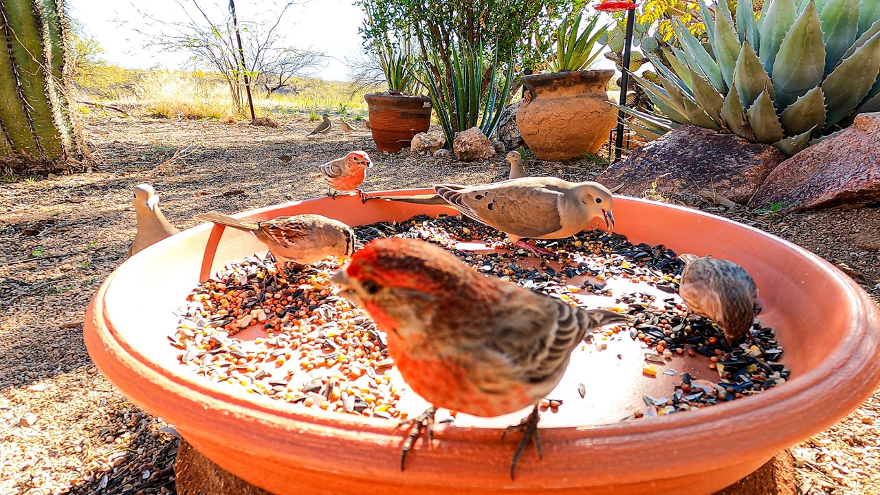 Bird Feeder Frenzy — Cardinals, White-Winged & Mourning Doves, Quail & More (1 Hour)