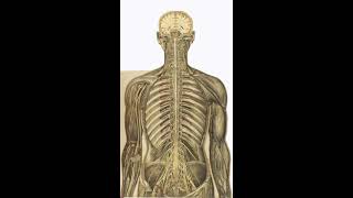 147 Hz : Bone Structure, Arthritis (Healing Frequency)