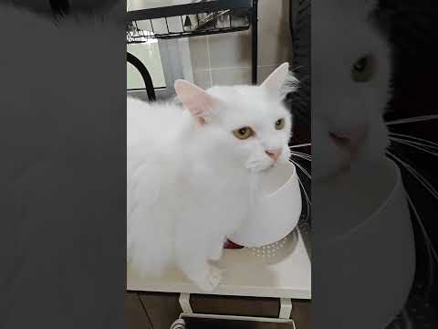 White cat is sick, to see doctor #adorablecat #cat #catie #animal #catlover #kitten #cute #catty